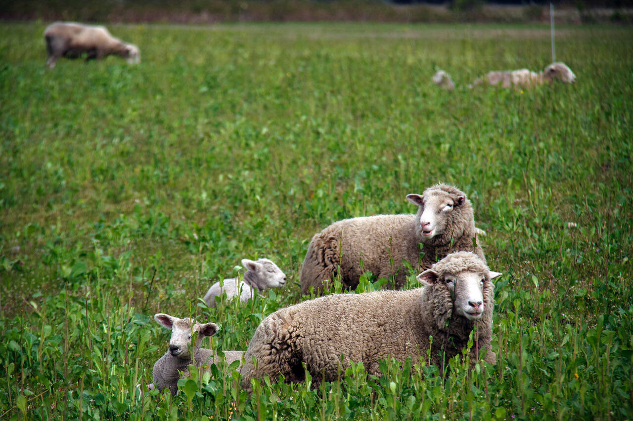Sheep graze on a farm near Coupeville. (Photo by David Welton)