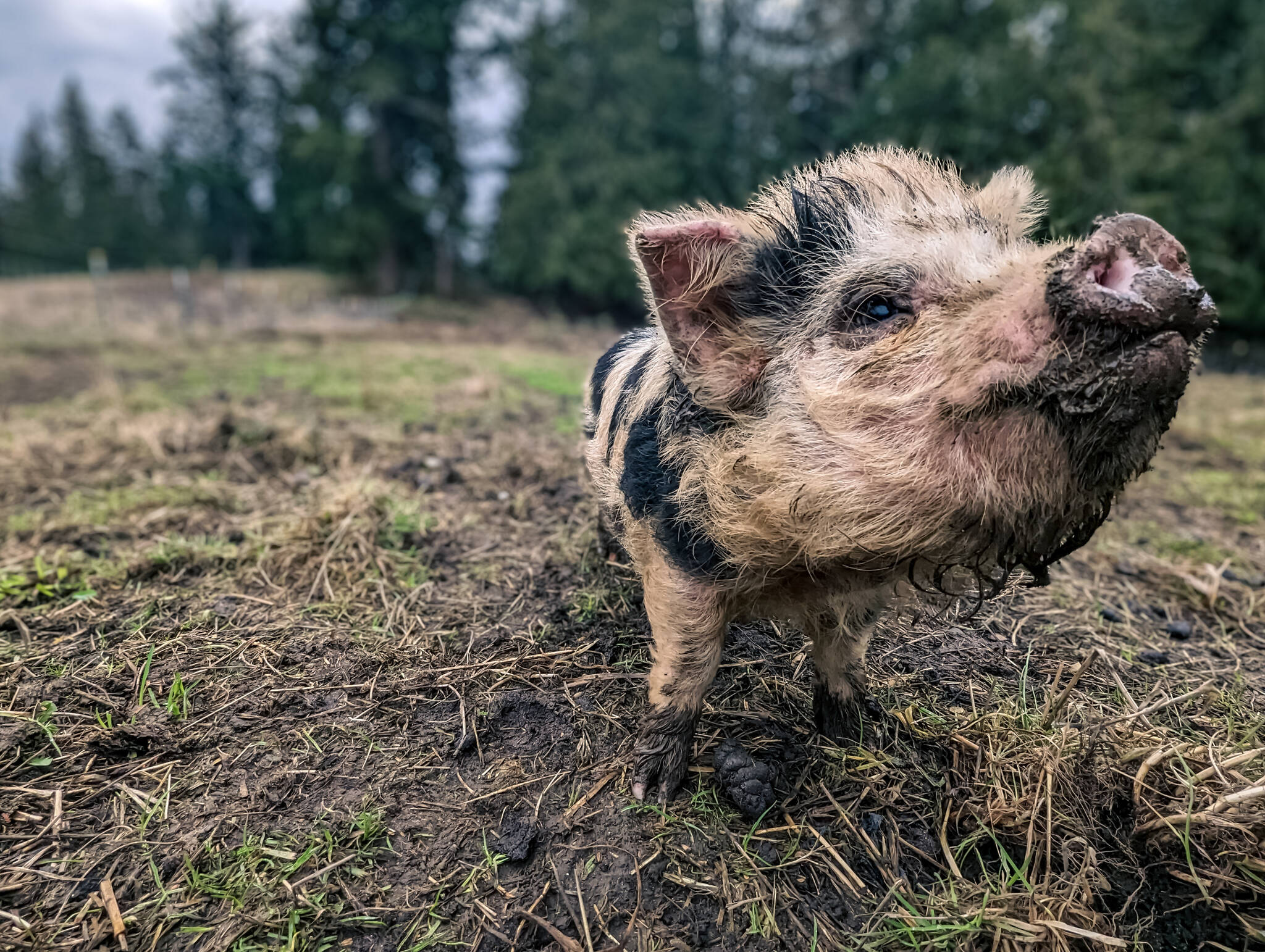 Oink! Porcine runaways find sanctuary South Whidbey Record