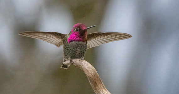 Photo by Jann Ledbetter
A hummingbird alights upon a branch.