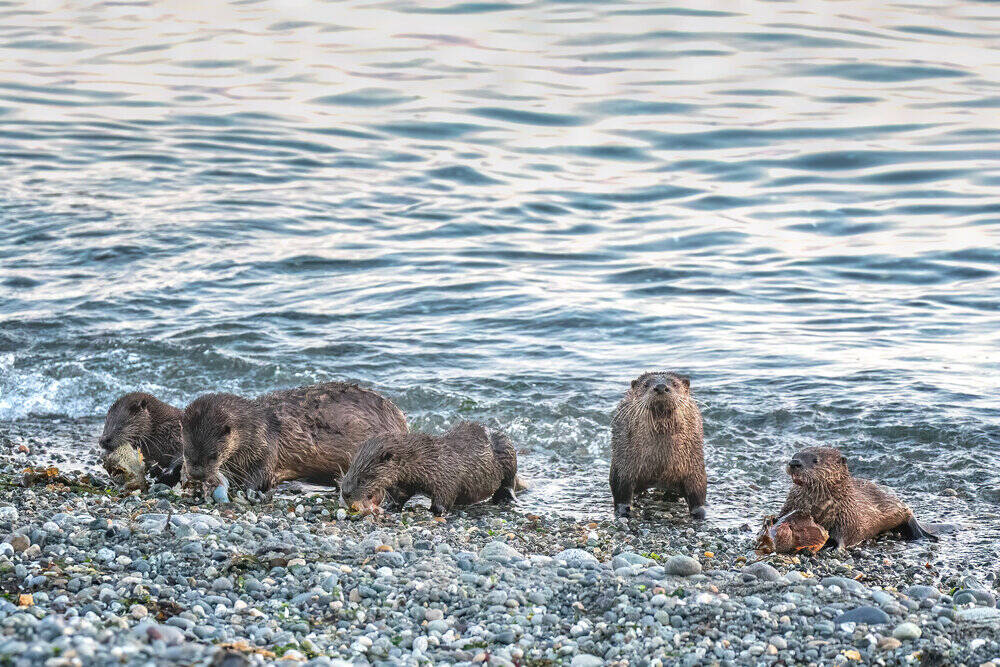 Photo by Jann Ledbetter
A group of otters come ashore.