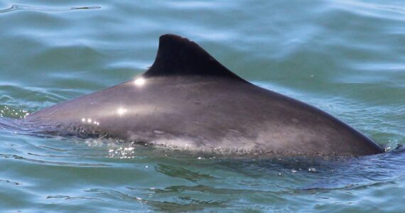 Photo provided
Comet the harbor porpoise surfaces near Burrows Pass.