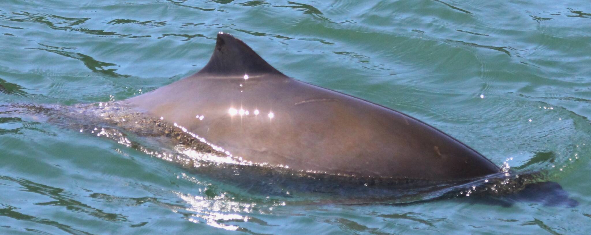 Photo provided
Pointer is a harbor porpoise that has been identified by Pacific Mammal Research.