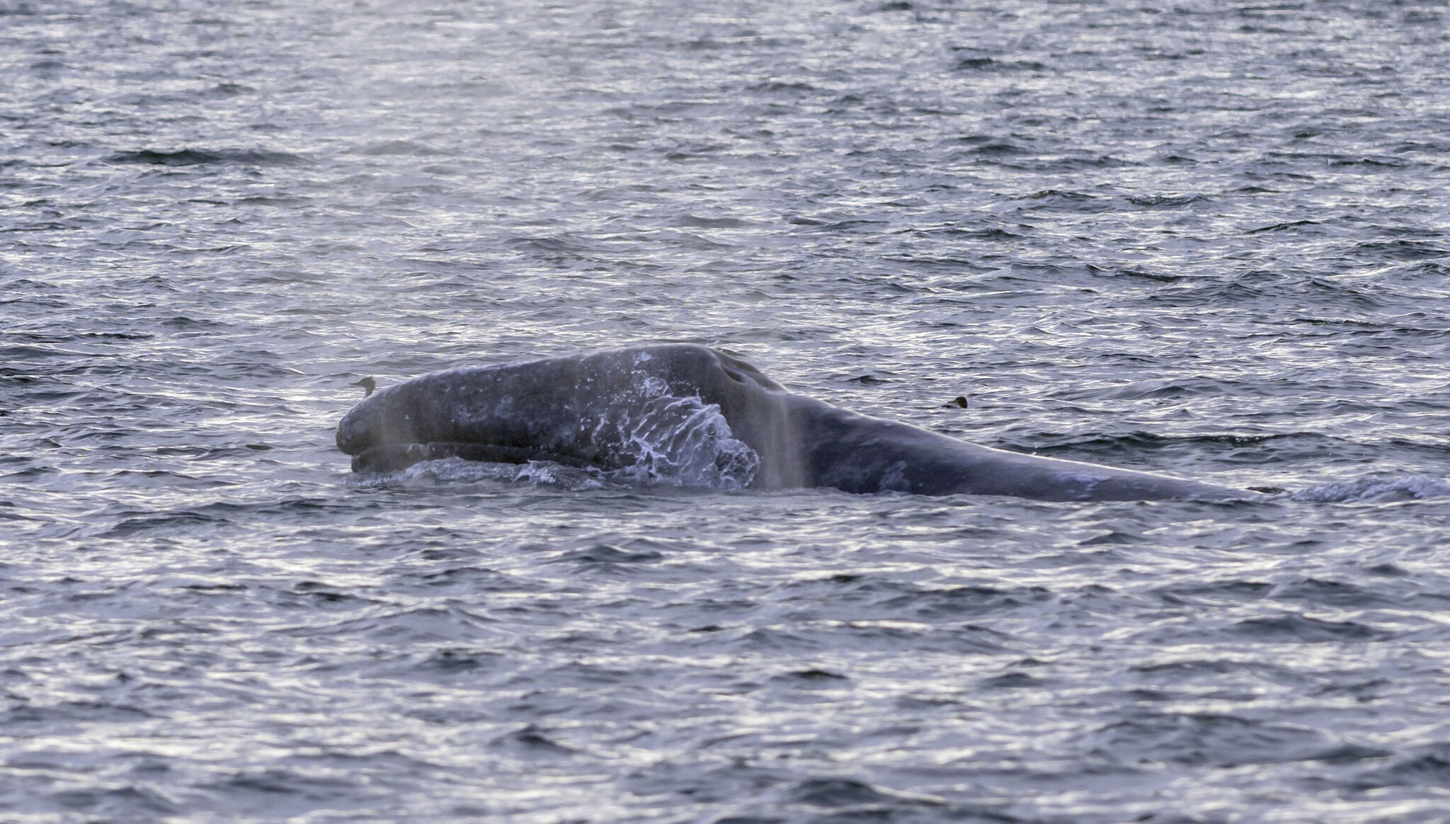 Photo by Bob VonDracheck
Little Patch is a gray whale who is known for returning early to the Puget Sound.