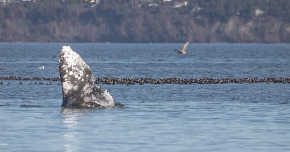 Photo by Rachel Haight
Fluke the gray whale takes a moment to feed.