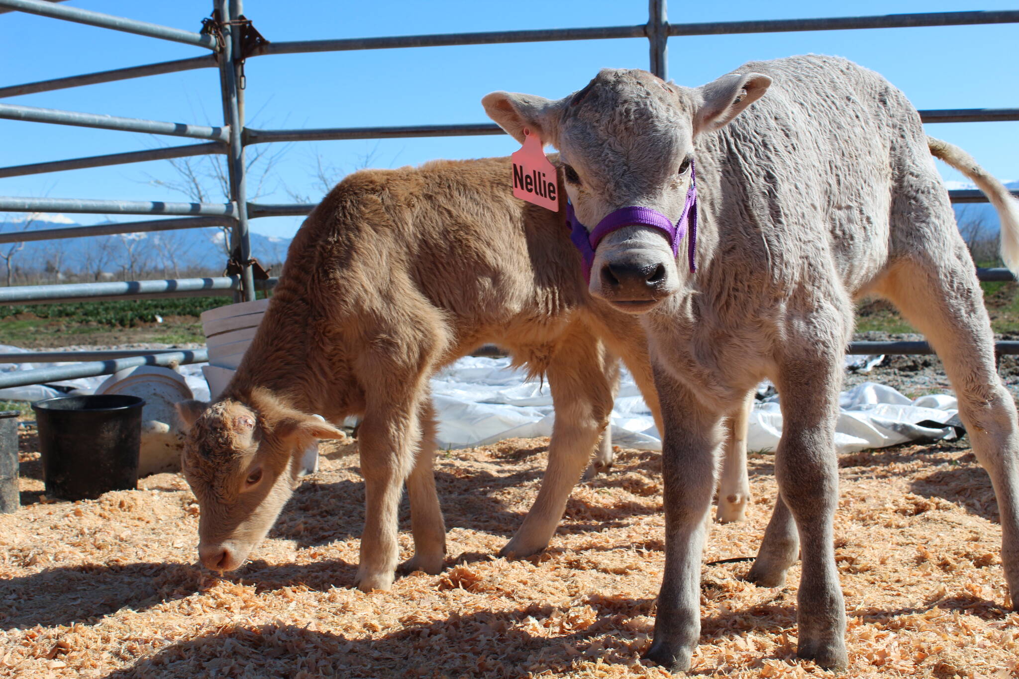 Skagit Valley Tulip Festival patrons will get the chance to cuddle and bottle feed six calves from Whidbey Island Farm and Market, who will be staying at Tulip Valley Farms for the duration of the month-long event. (Photo by Karina Andrew/Whidbey News-Times)