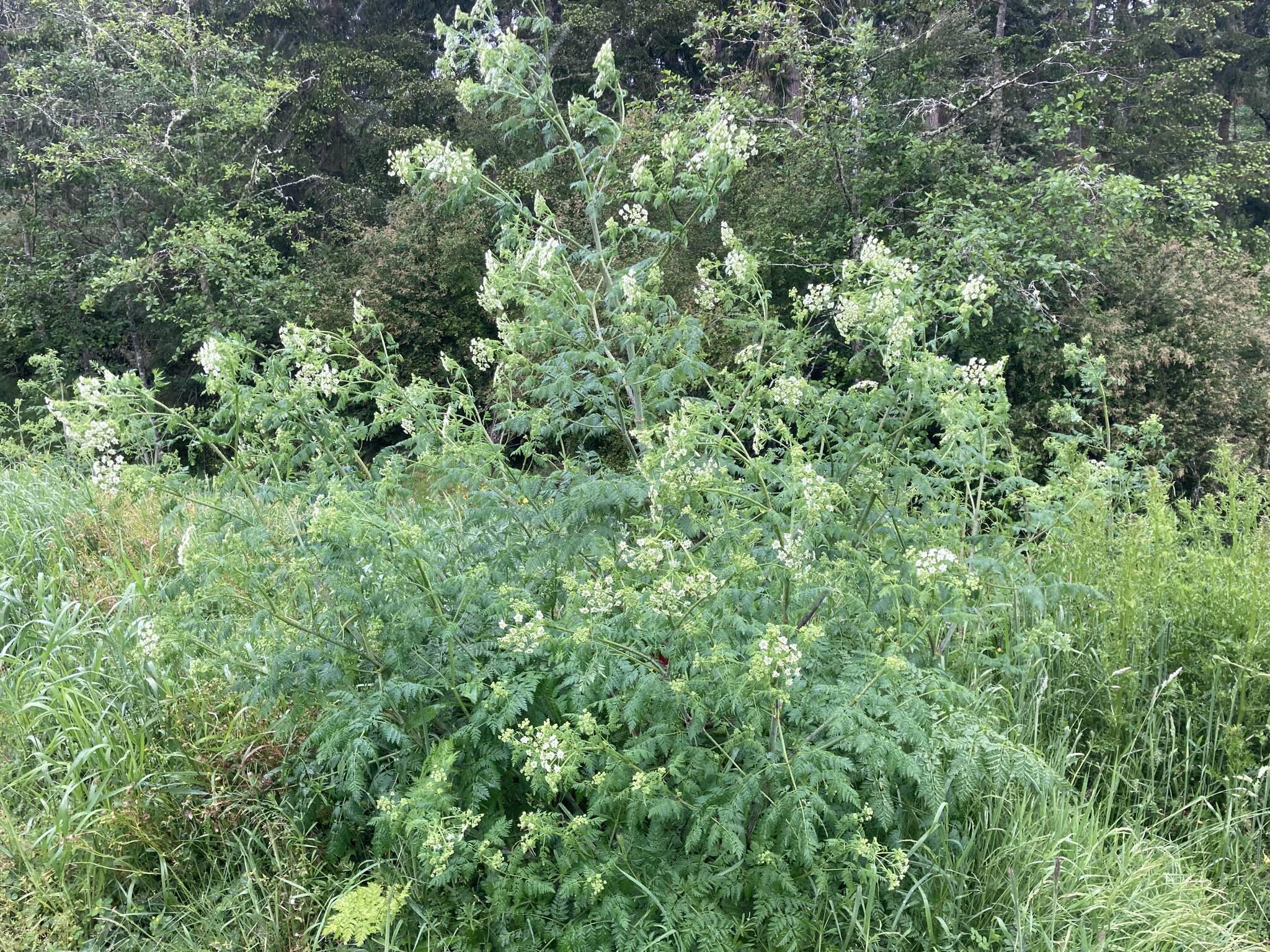 A patch of poison hemlock in bloom on Whidbey Island. (Photo provided)