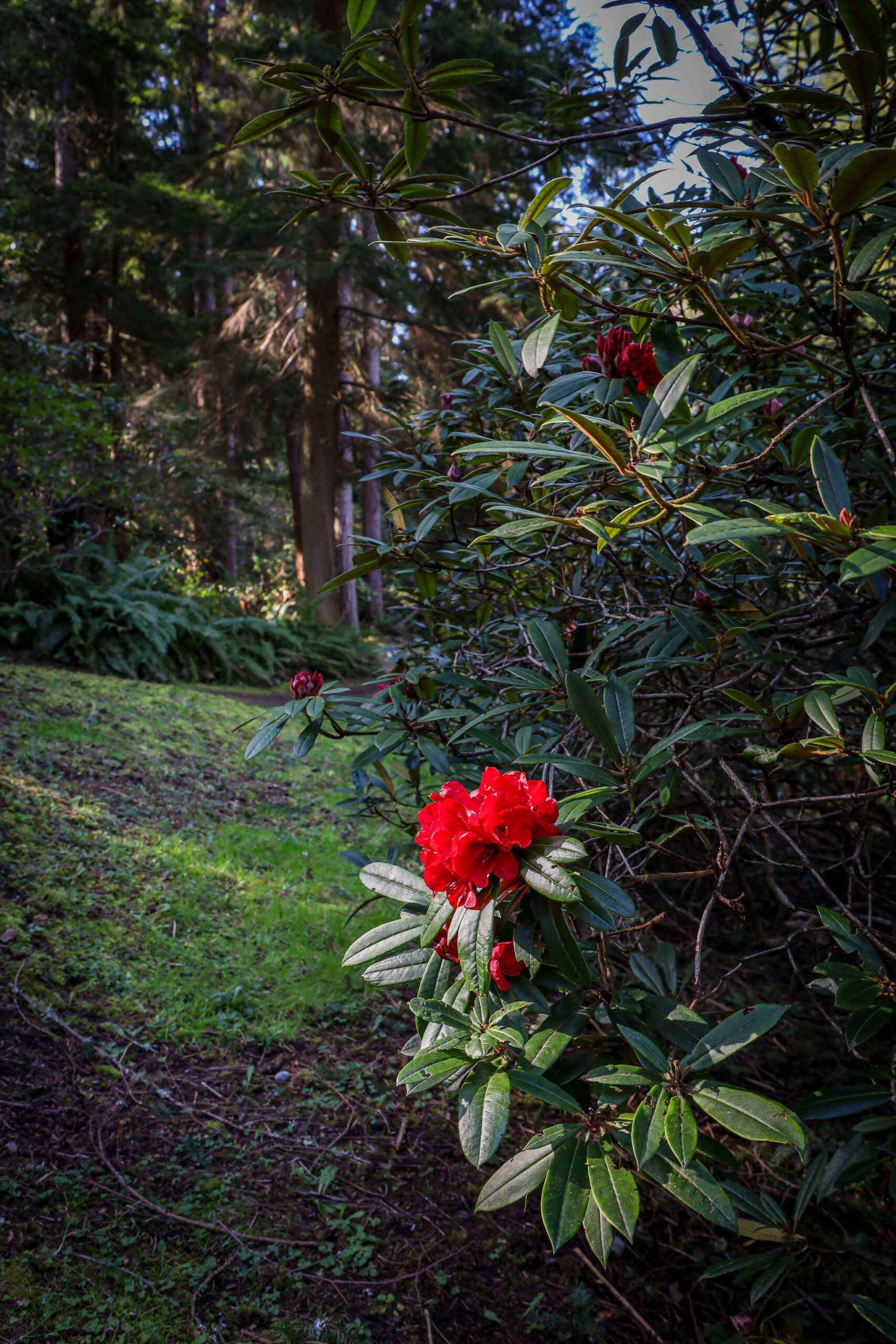 Rhododendron Taurus bloom at Meerkerk Gardens in March. (Photo by Cynthia Woerner)