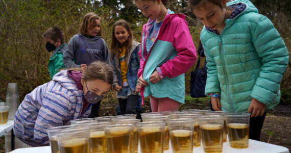 Photo by David Welton
Third grade students at South Whidbey Elementary School peered at the cups of murky water containing salmon fry. As part of an annual tradition, the kids released the fish at the Maxwelton Outdoor Classroom on March 31.