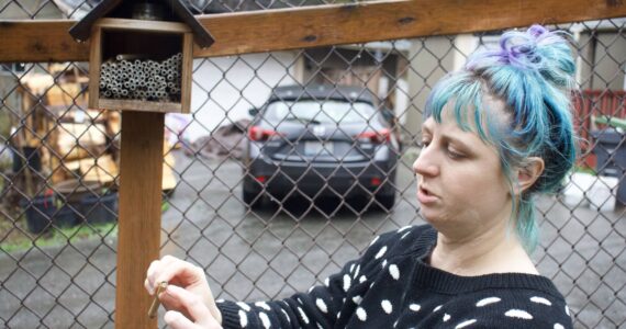Photo by Rachel Rosen/Whidbey News-Times
Elizabeth Agin demonstrates how mason bees lay their eggs in narrow paper tubes