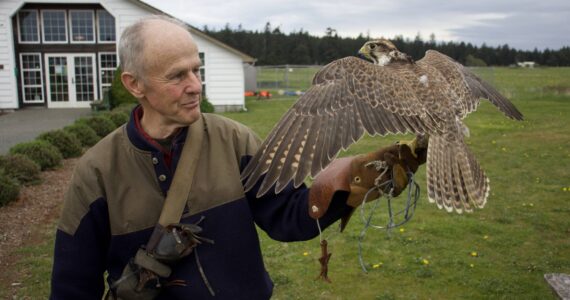 Photo by Rachel Rosen/Whidbey News-Times
Steve Layman will be giving a presentation on raptors this Saturday at the Pacific Rim Institute in Coupeville.
