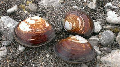 Department of Health photo
Varnish clams are an invasive species that concentrate biotoxins at a high level.