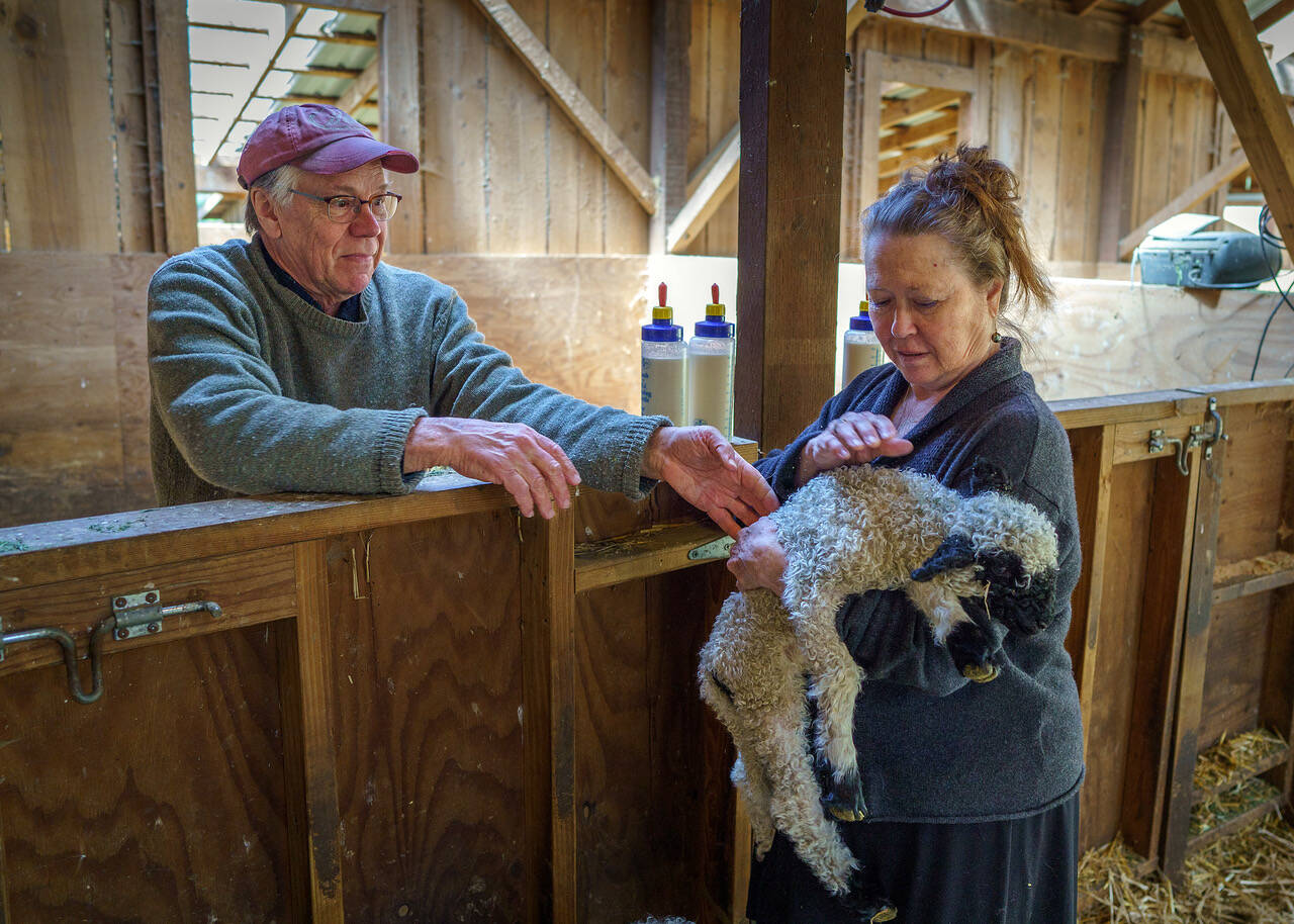Ken and Nan Leaman care for a 2-day-old lamb. (Photo by David Welton)