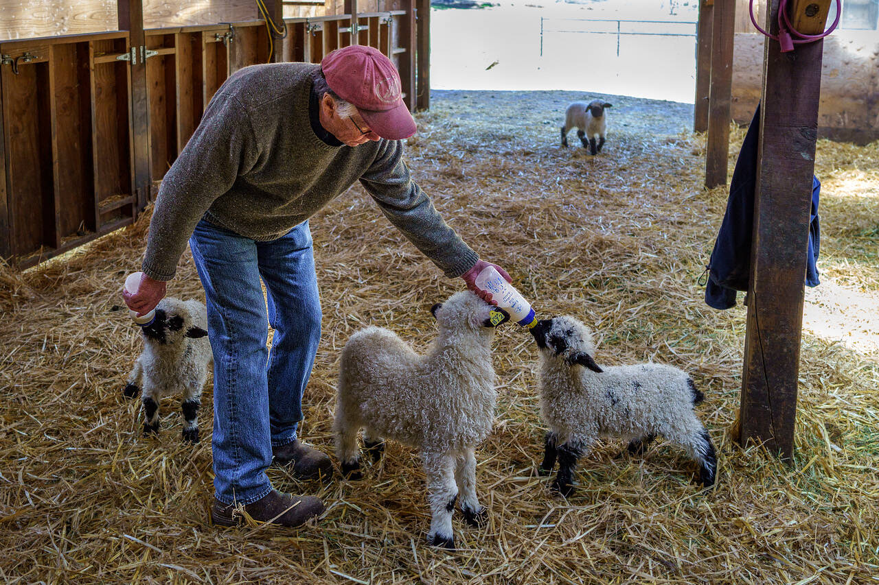 Ken Leaman bottle-feeds lambs. (Photo by David Welton)