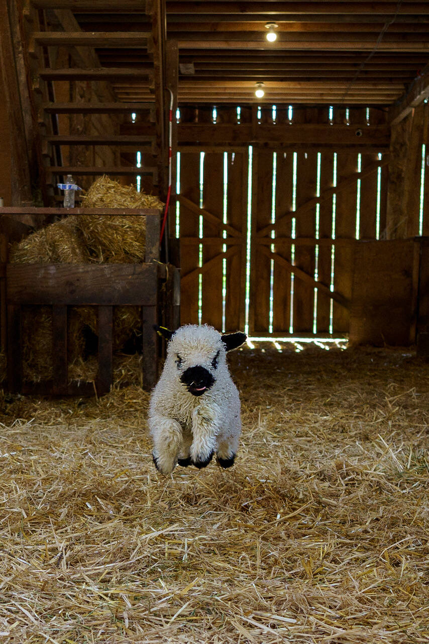 A young lamb frolics in a barn. (Photo by David Welton)