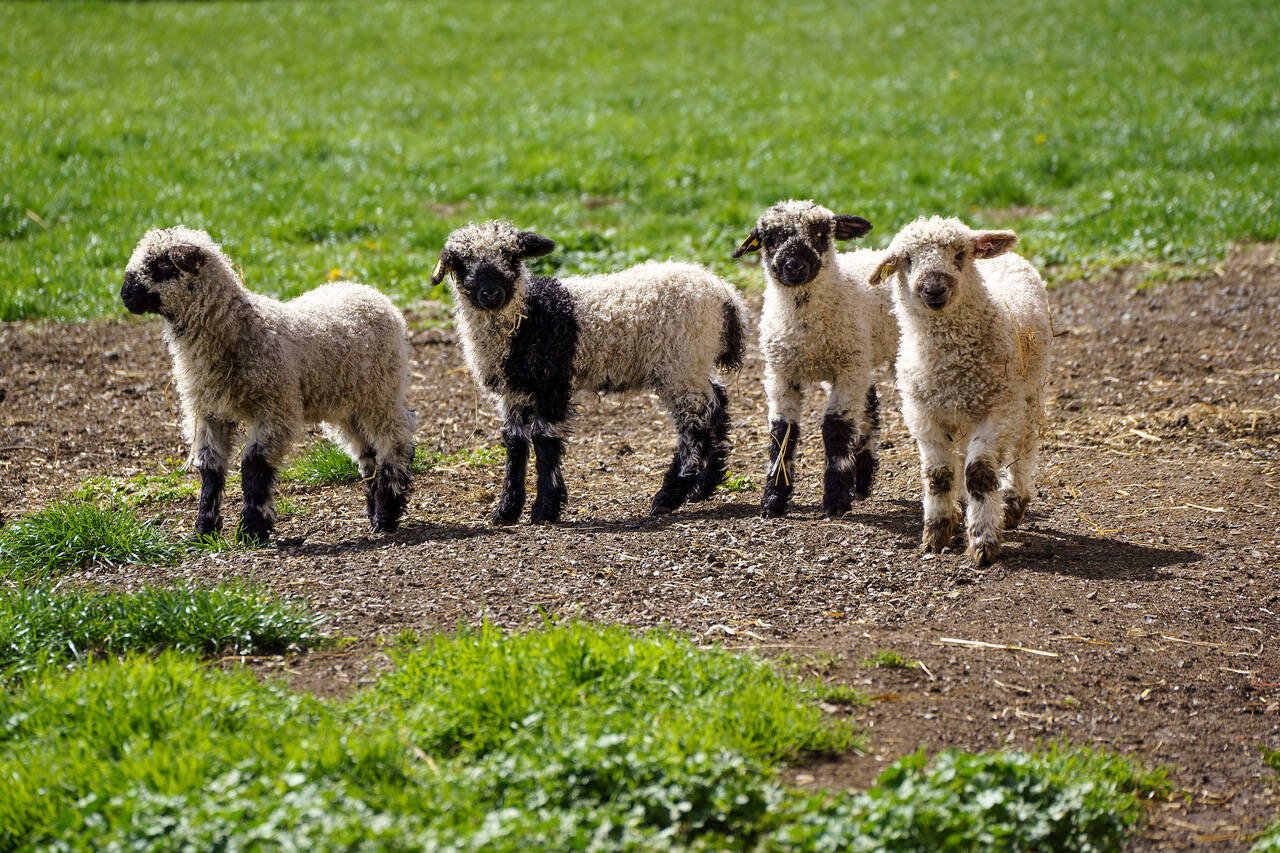Lambs enjoy the sunshine on Wild Rose Farm. (Photo by David Welton)