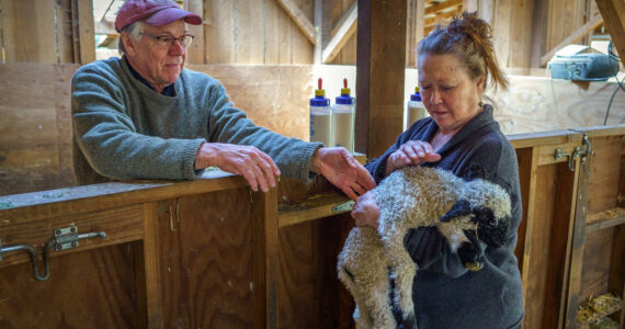 Photo by David Welton
Ken and Nan Leaman care for a 2-day-old lamb.