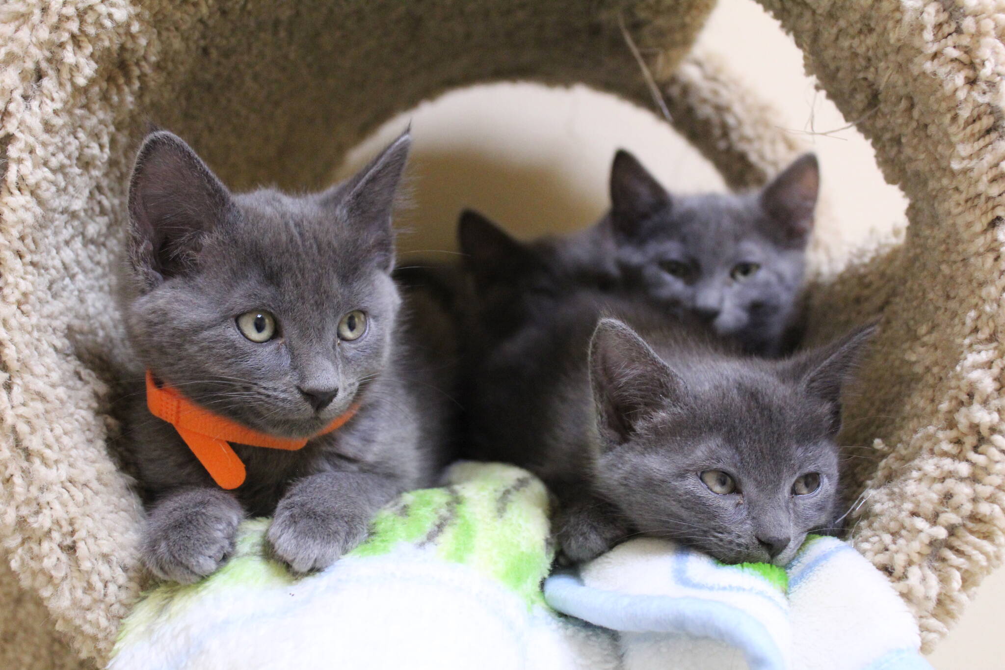 Kittens at WAIF are in need of foster homes. (Photo by Karina Andrew/Whidbey News-Times)