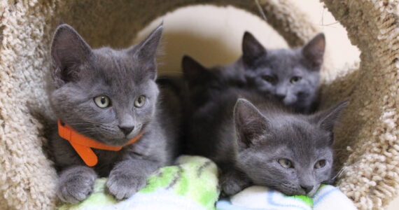 Photo by Karina Andrew/Whidbey News-Times