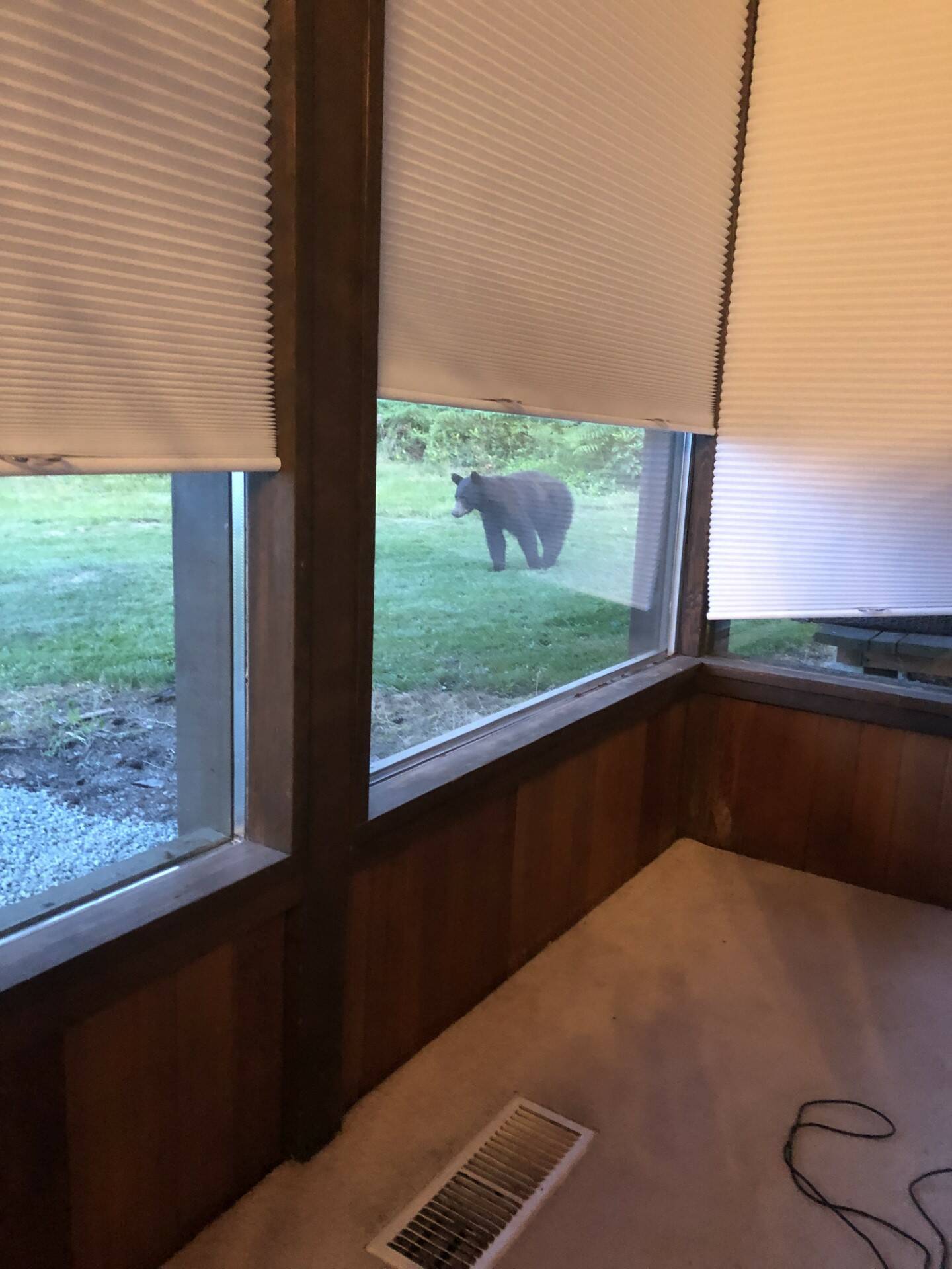A North Whidbey resident captured this photo of a bear Wednesday evening in the Strawberry Point area. (Photo provided)