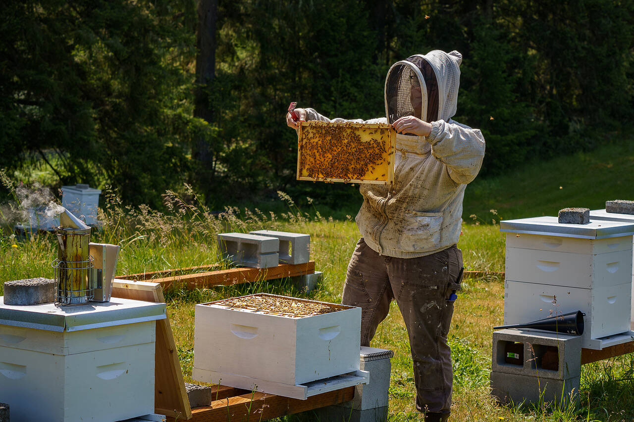 Beekeeper Juniper Black assists Marie Fiore and David Tsujimoto with operations of the farm’s apiary.