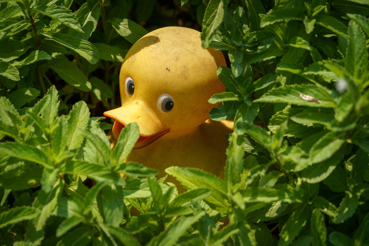Photo by David Welton
At Someday Farm, a rubber duck peers out from among the peppermint leaves.