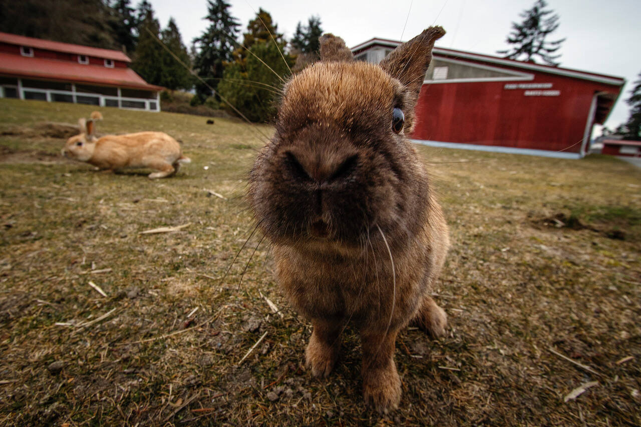 Photo by David Welton
A multitude of feral rabbits live in Langley, particularly on the fairgrounds.