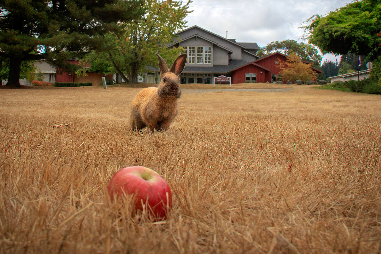 Photo by David Welton 
A bunny spies an apple at the fairgrounds in Langley.