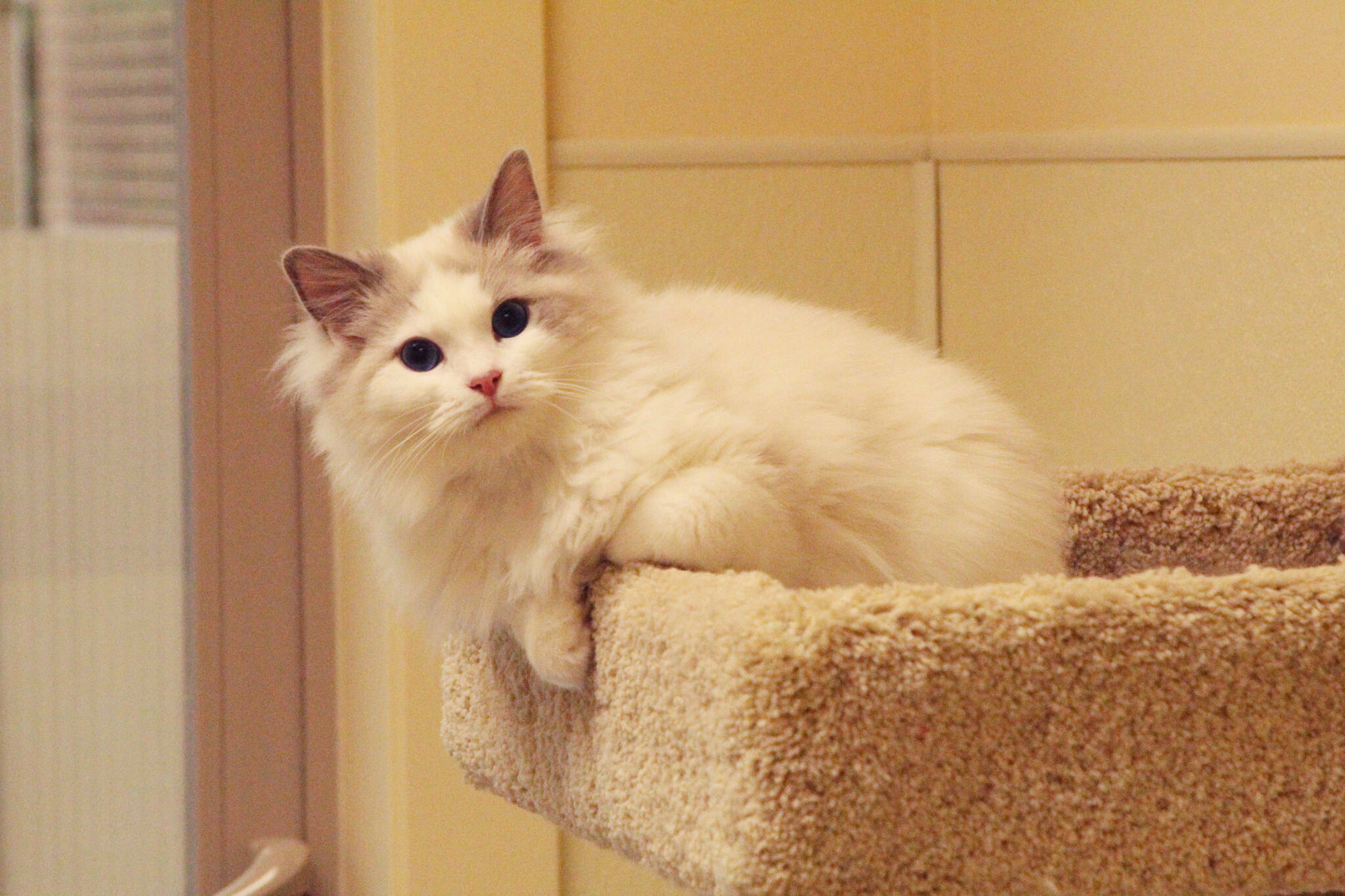 Ragdoll cats and other animals seized from Kristi Finchs property have been forfeited to WAIF animal shelter. (Photo by Jessie Stensland)