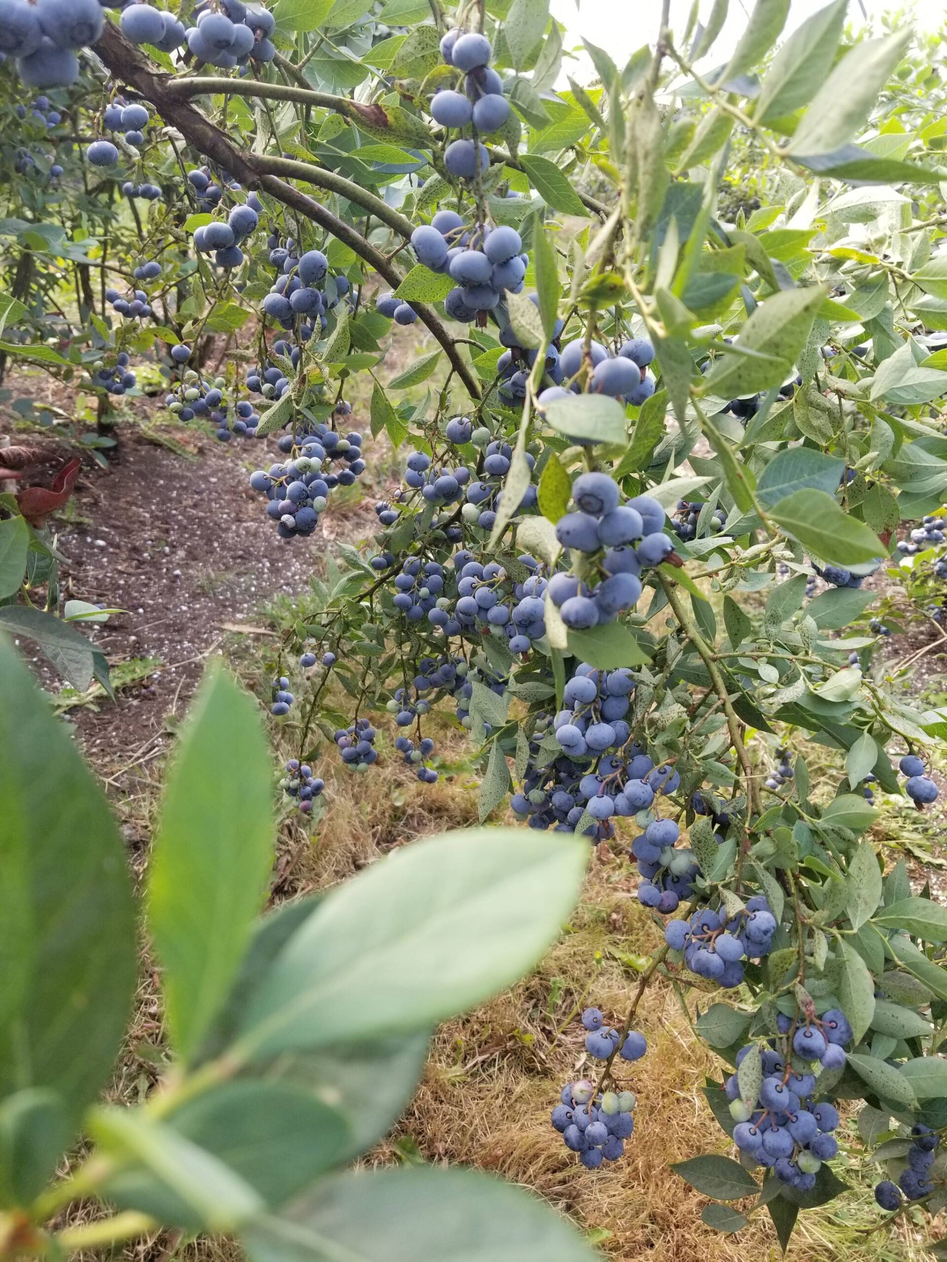 Blueberries at Silva Family Farm will be available for picking this weekend. (Photo provided)