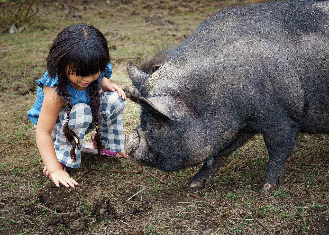 Photo by David Welton
Gwen Santosa, 4, with Basil the pig.