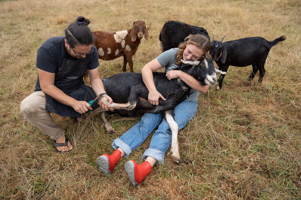 Photo by David Welton
Ansel Santosa trims the hooves of Louis the goat, held by Sarah Santosa, while goat Peter, sheep Clare and goat Lucy curiously watch.