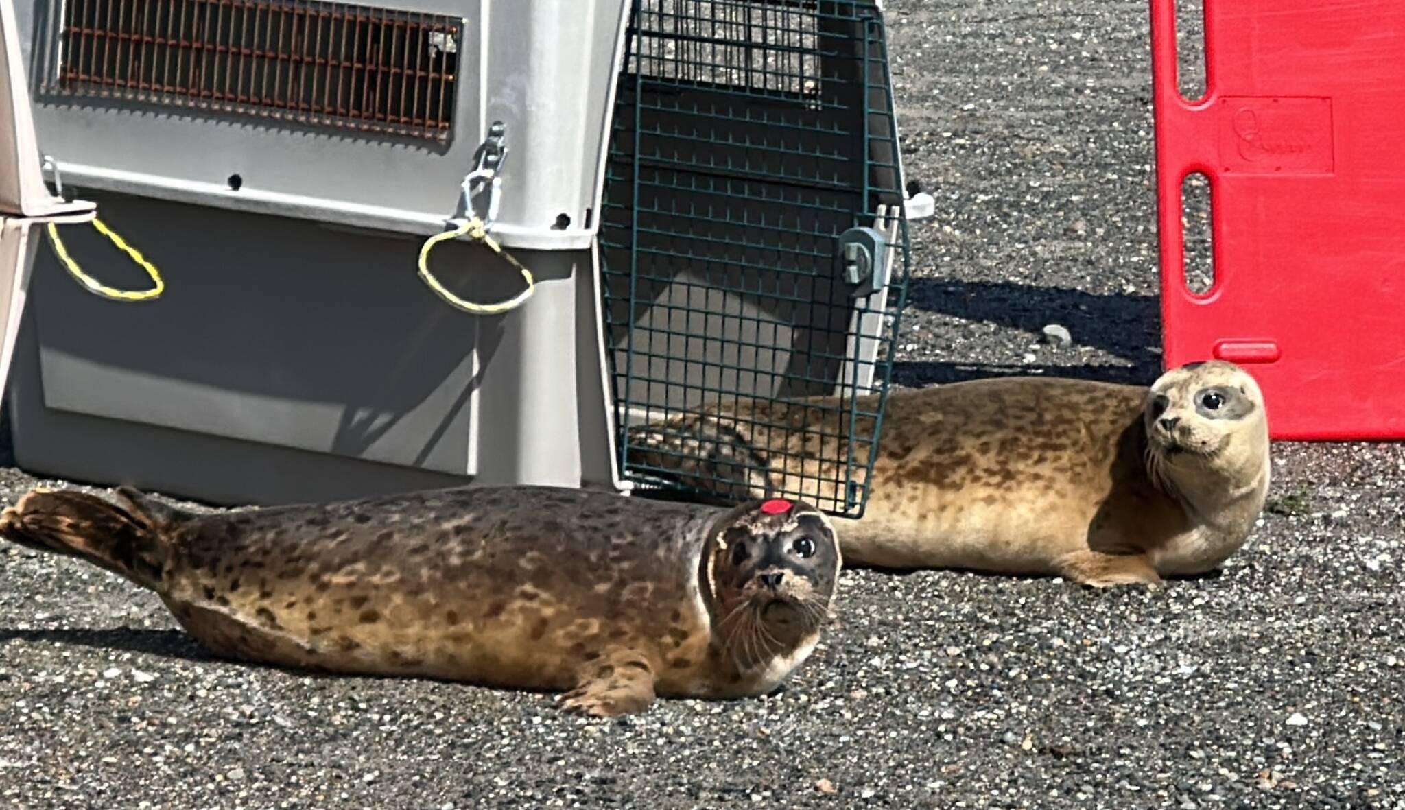 Seal pups released at Oak Harbor marina South Whidbey Record