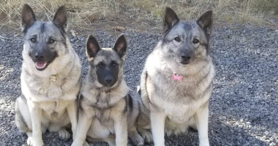 Photo provided
Norwegian elkhounds will be among the guests of honor at the Nordic Folk Fest, which takes place Oct. 7 at the Whidbey Island Nordic Lodge.