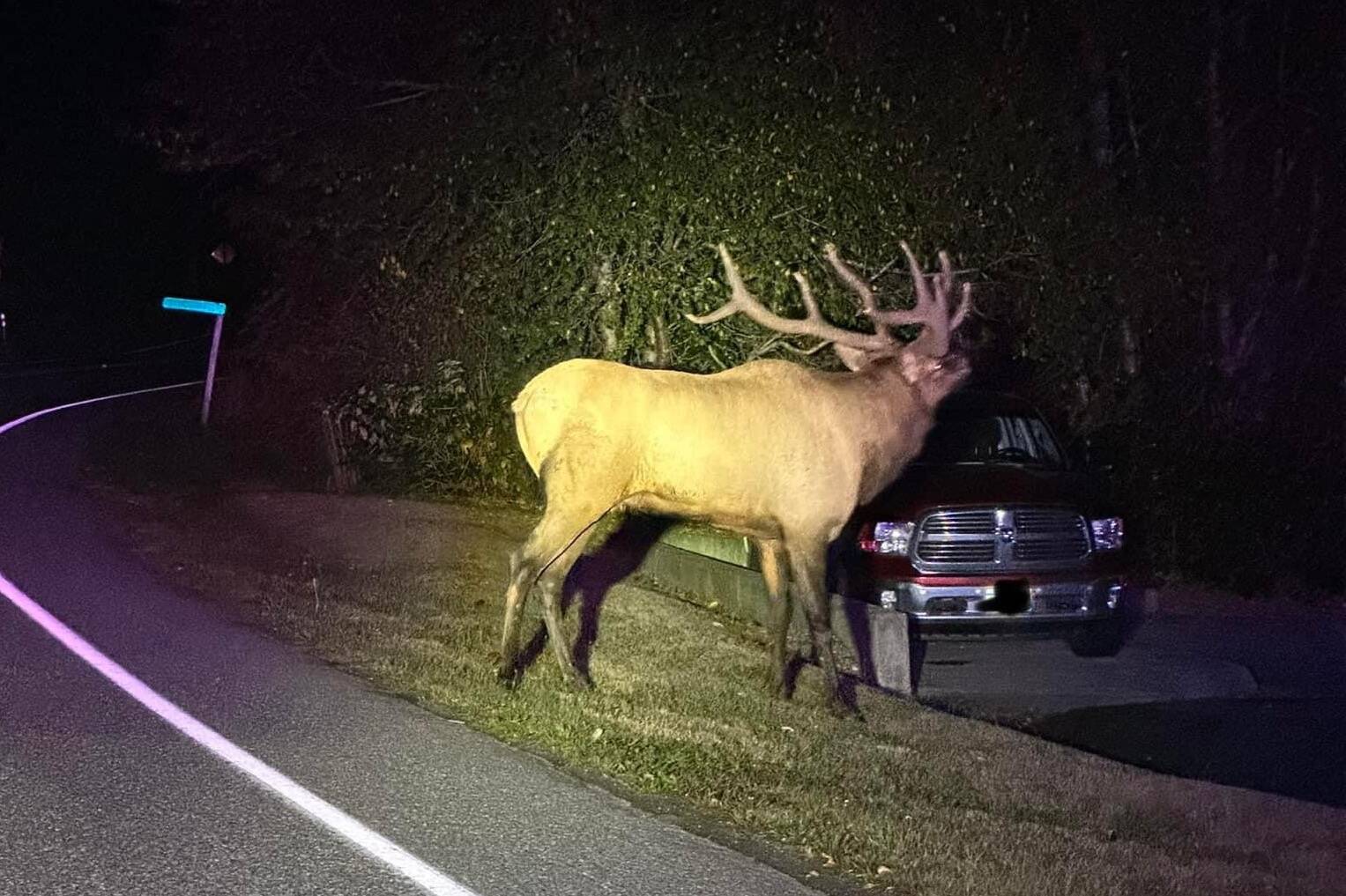 Island County Sheriff’s Office photo
Deputy Jon Woodfell snapped a photo of Bruiser while “assisting” him out of the roadway near Strawberry Point. The elk eventually and majestically disappeared into the woods.
