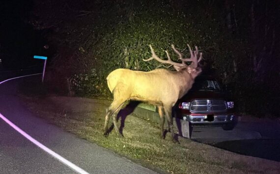 Island County Sheriff's Office photo
Deputy Jon Woodfell snapped a photo of Bruiser while "assisting" him out of the roadway near Strawberry Point. He eventually and majestically disappeared into the woos.