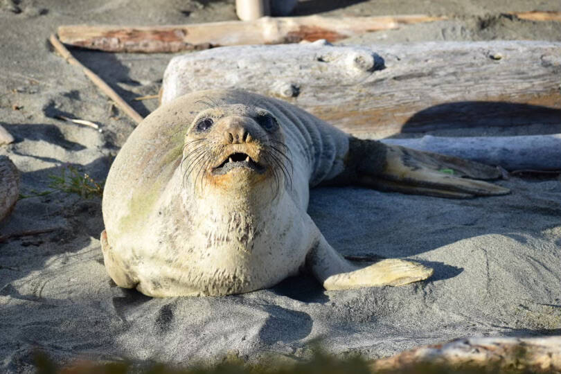 A Thanksgiving Day visitor to Mutiny Bay, this elephant seal from California didn’t stick around for long. (Photo provided)