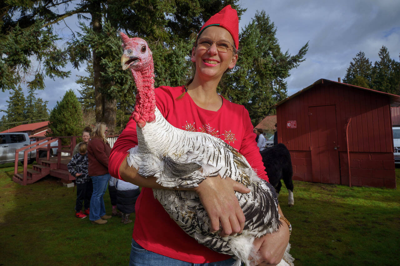 A turkey made an appearance at the Whidbey Island Fairgrounds. (Photo by David Welton)