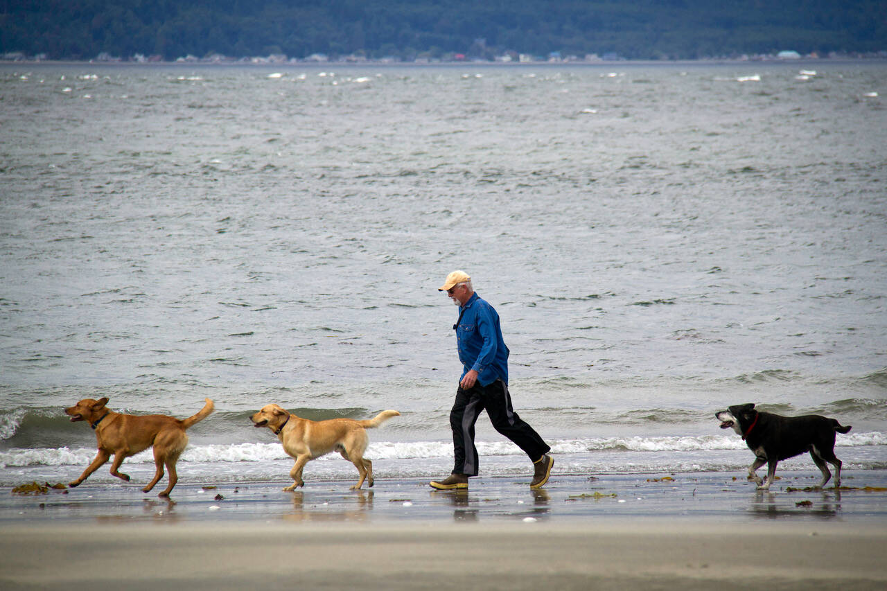 One of the many pet owners on Whidbey takes his dogs for a beach walk. (Photo by David Welton)