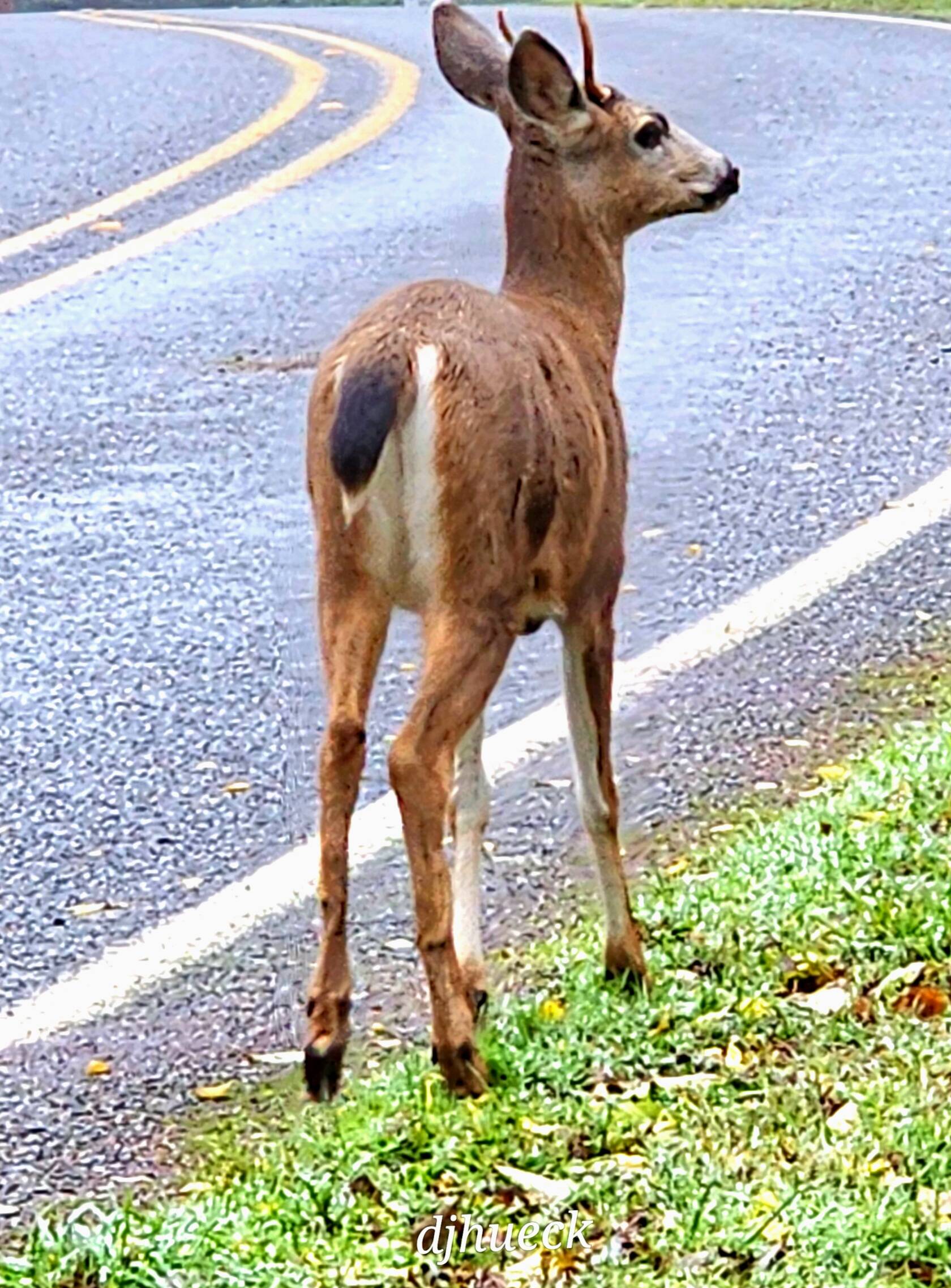 A South Whidbey deer ponders crossing the road. (Photo by Diane Jhueck)