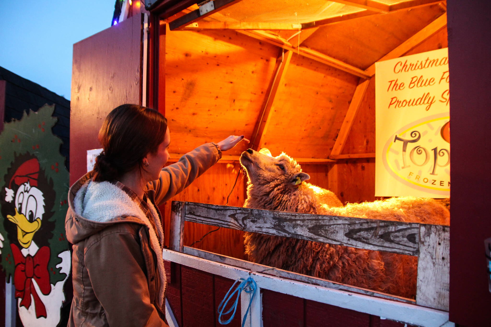 Brynn Brudge pets one of Bell’s Farm’s Golden Girls at the Christma Market. (Photo by Luisa Loi)