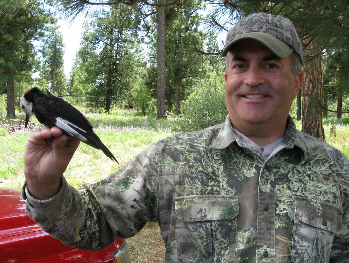 Jeff Kozma holds a white-headed male woodpecker. (Photo provided)