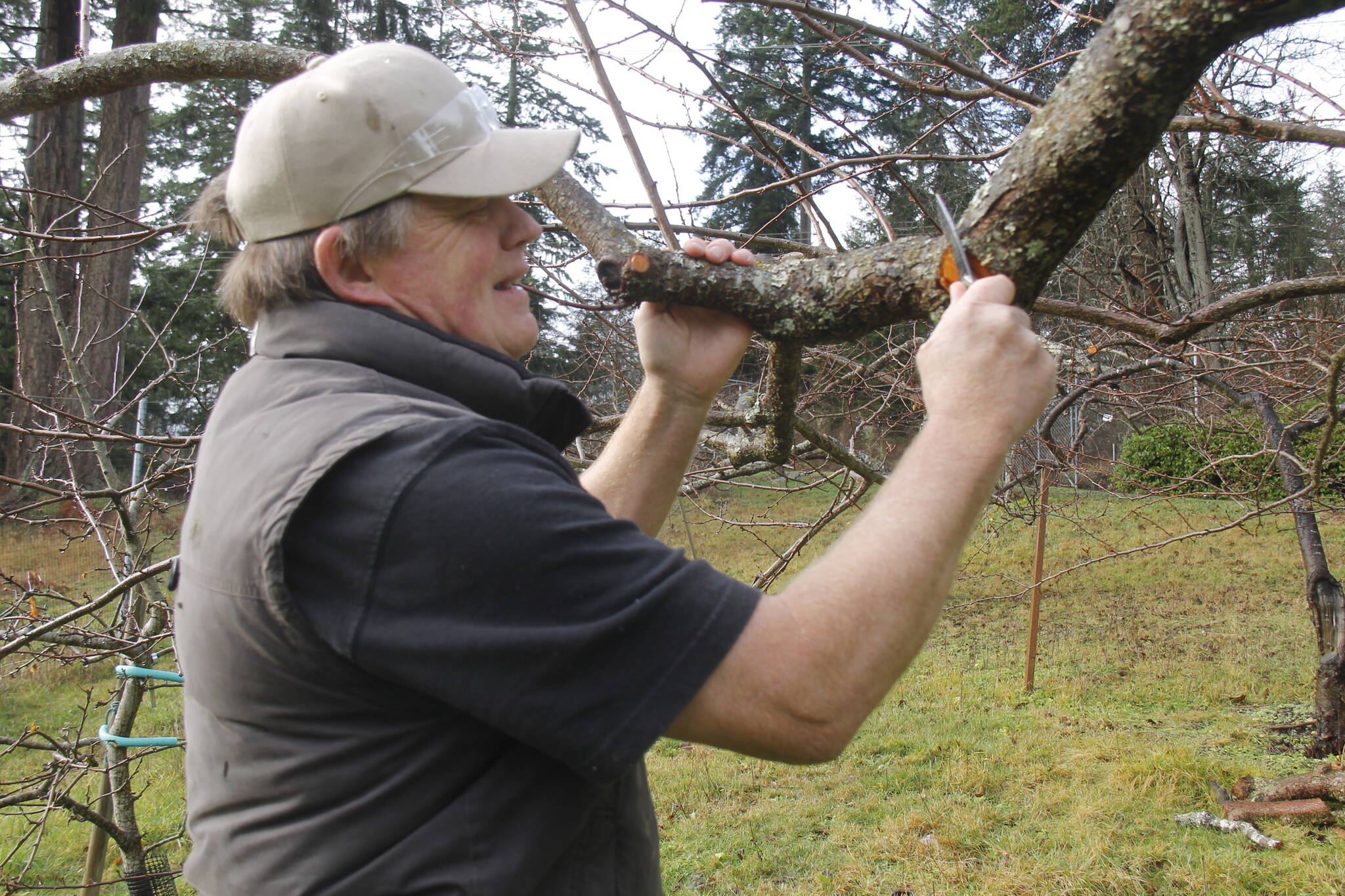 Dan Vorhis prunes a fruit tree at his farm with the Raider Creek pocketknife, which he invented. (Photo by Kira Erickson/South Whidbey Record)