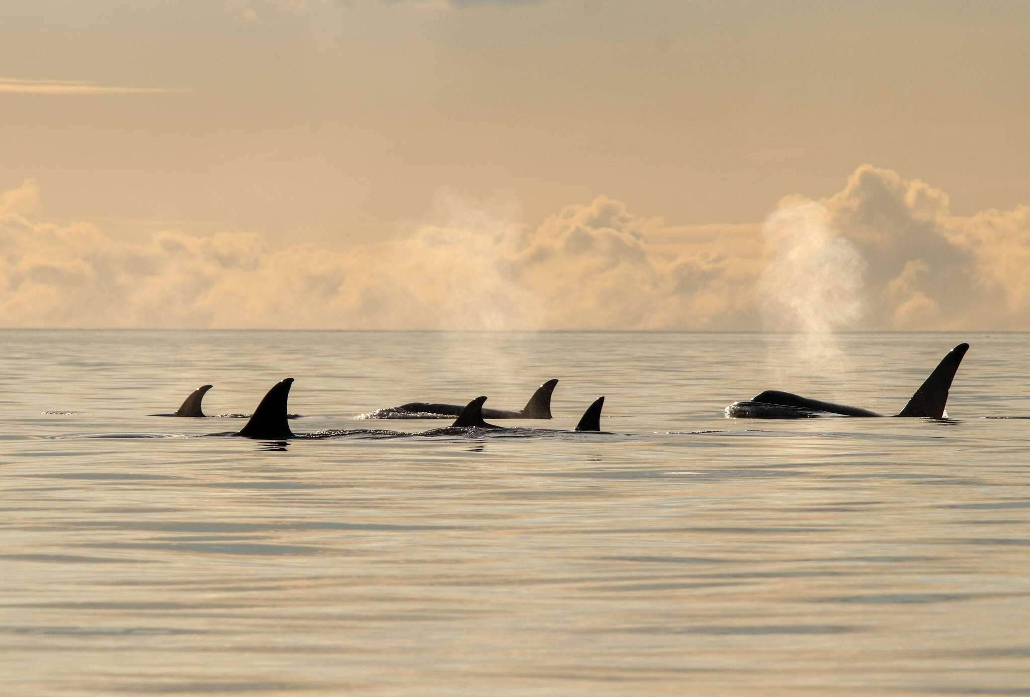 A pod of Bigg’s orcas on Sept. 24, 2023. (Photo by Cindy Hansen)