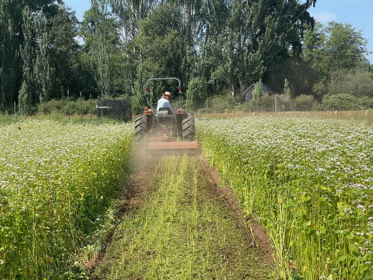 Organic Farm School Research Director Drew Corbin terminates a buckwheat cover crop. (Photo provided)