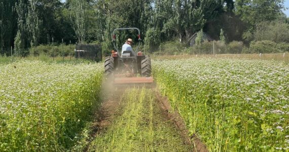 Photo provided
Organic Farm School Research Director Drew Corbin terminates a buckwheat cover crop.