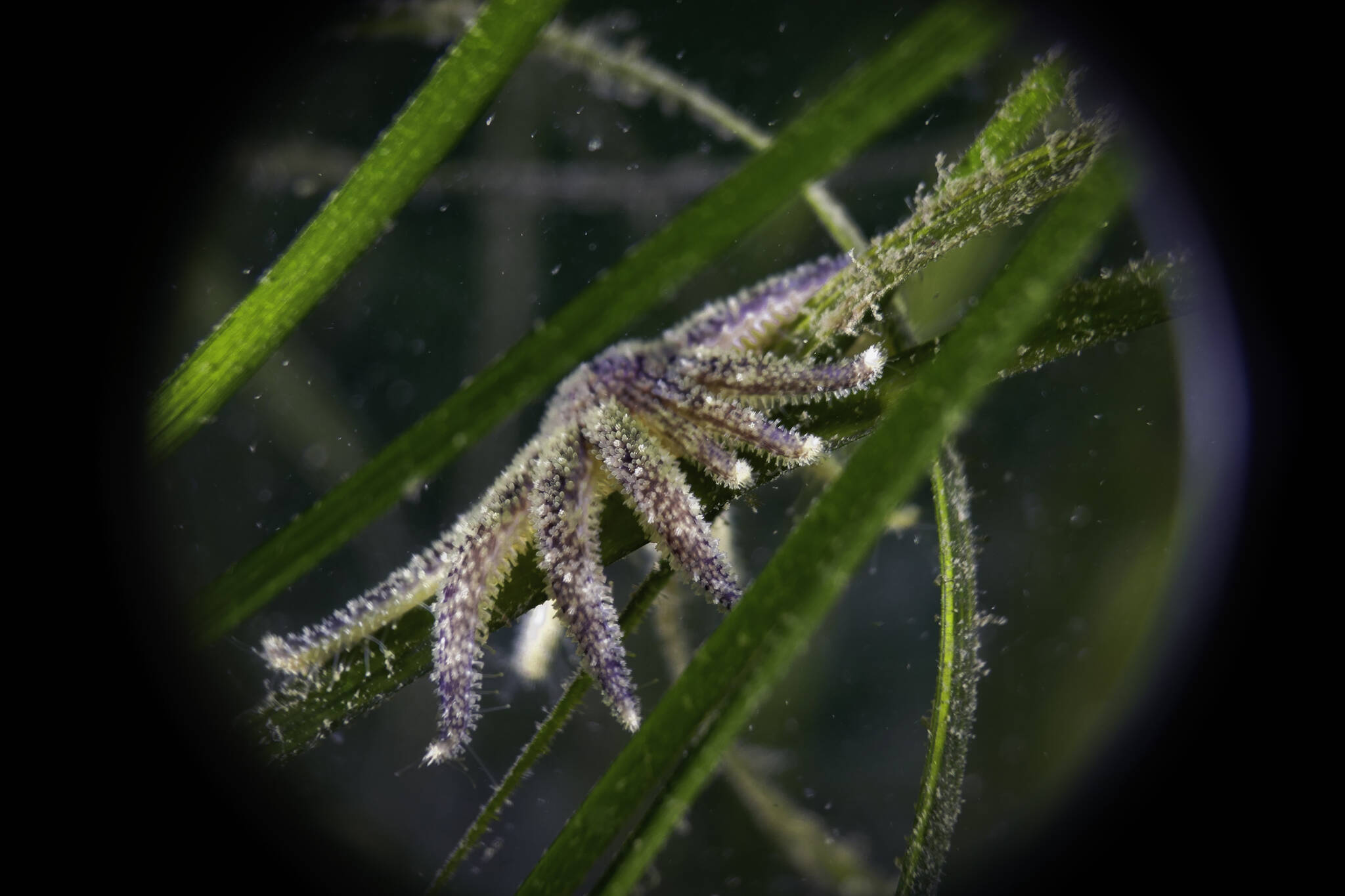 A juvenile sunflower sea star. (Photo by Tabitha Jacobs-Mangiafico)