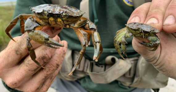 European green crabs live in shallow, near-shore intertidal areas, eating native shellfish like clams and devastating estuaries and eelgrass beds. (Photo courtest of the WDFW)
