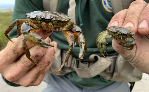 European green crabs live in shallow, near-shore intertidal areas, eating native shellfish like clams and devastating estuaries and eelgrass beds. (Photo courtest of the WDFW)