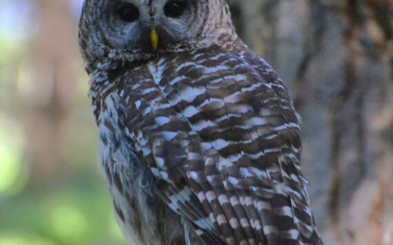 A barred owl sits on a post in a Coupeville yard. (Photo courtesy of Martha Ellis)