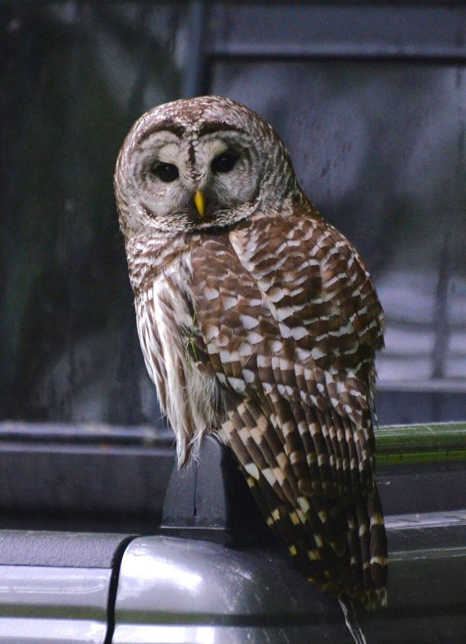 A barred owl sits on a pick-up truck in Coupeville. (Photo courtesy of Martha Ellis)